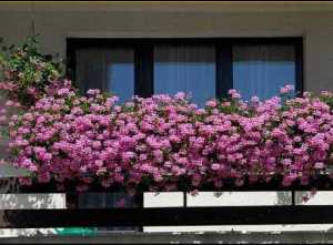 Le concours des plus beau balcons